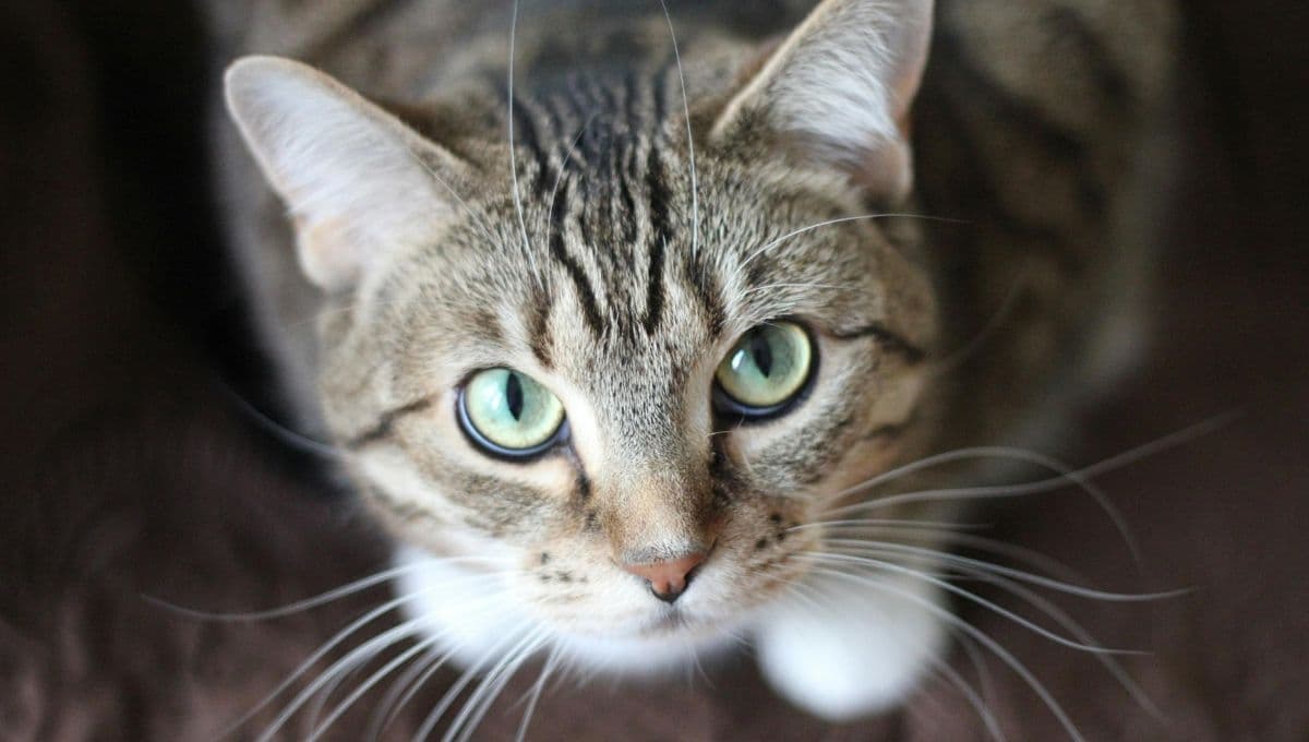 ¿Cuáles son las mejores arenas para gatos en 2025, según Profeco?