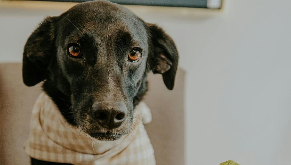 3 verduras que pueden comer los perros