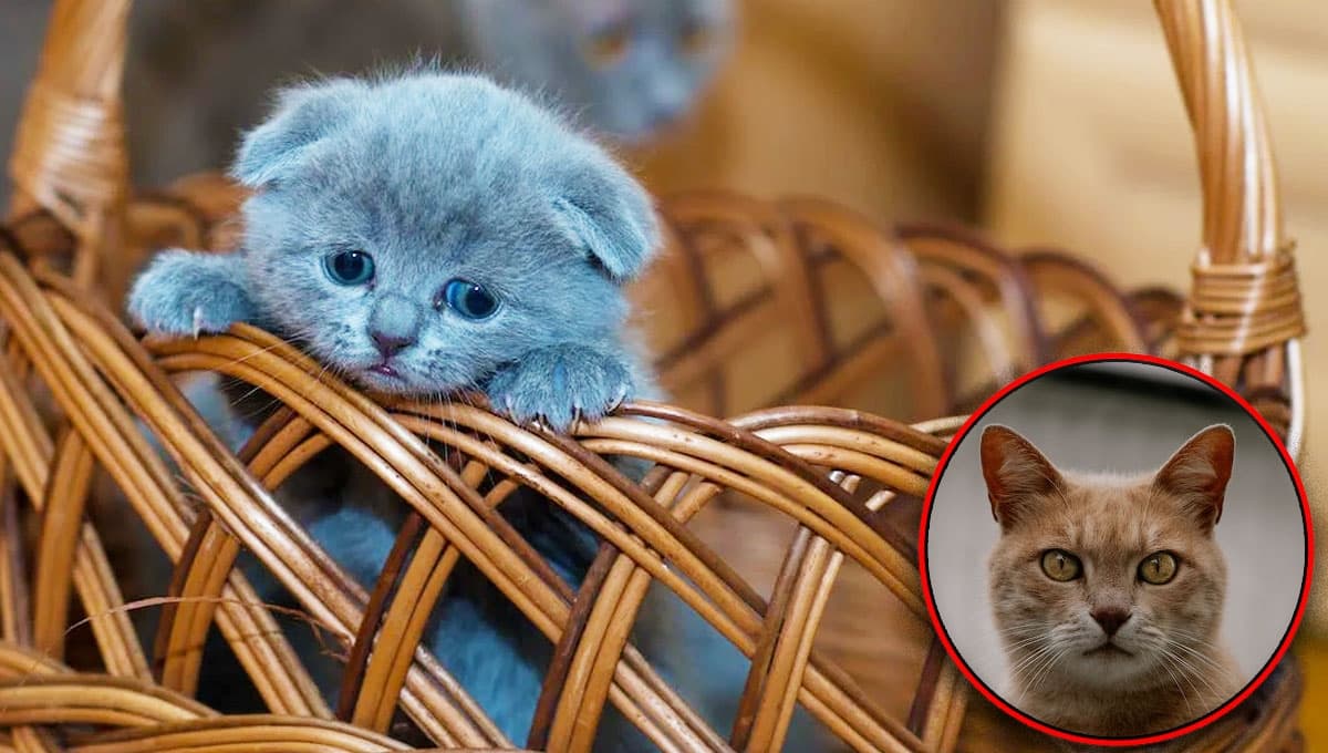 5 características de un gato que extraña mucho a sus dueños