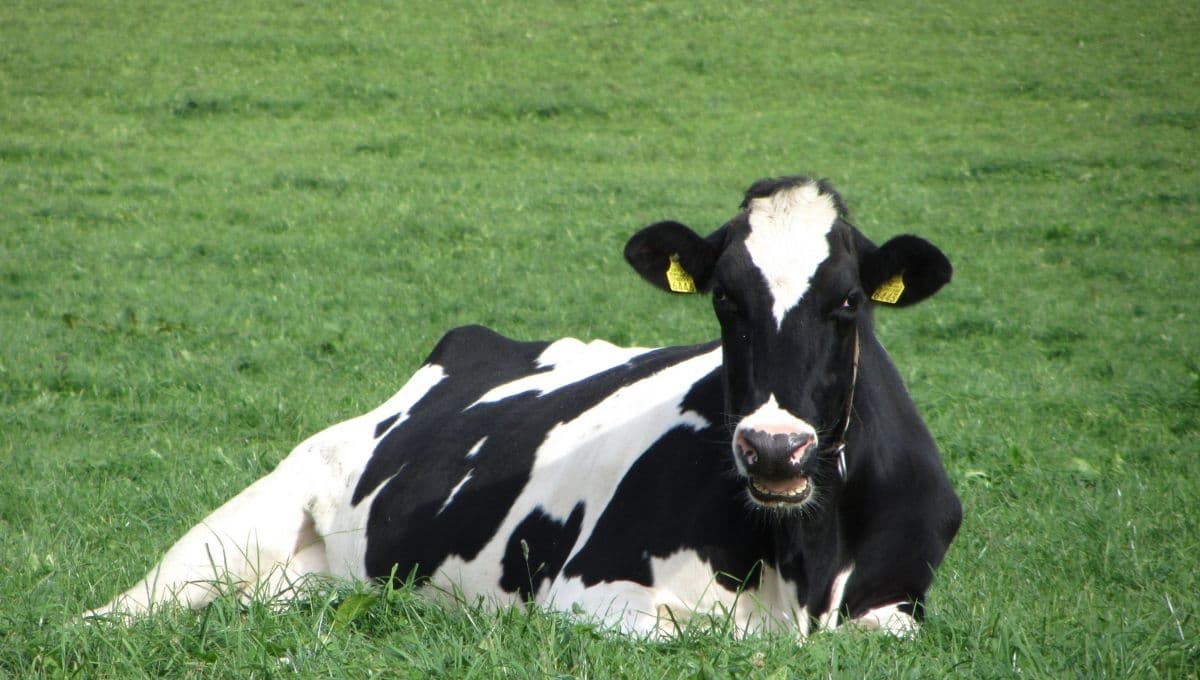 ¿Cómo tener una vaca como mascota? 3 Características que te harán querer tener una