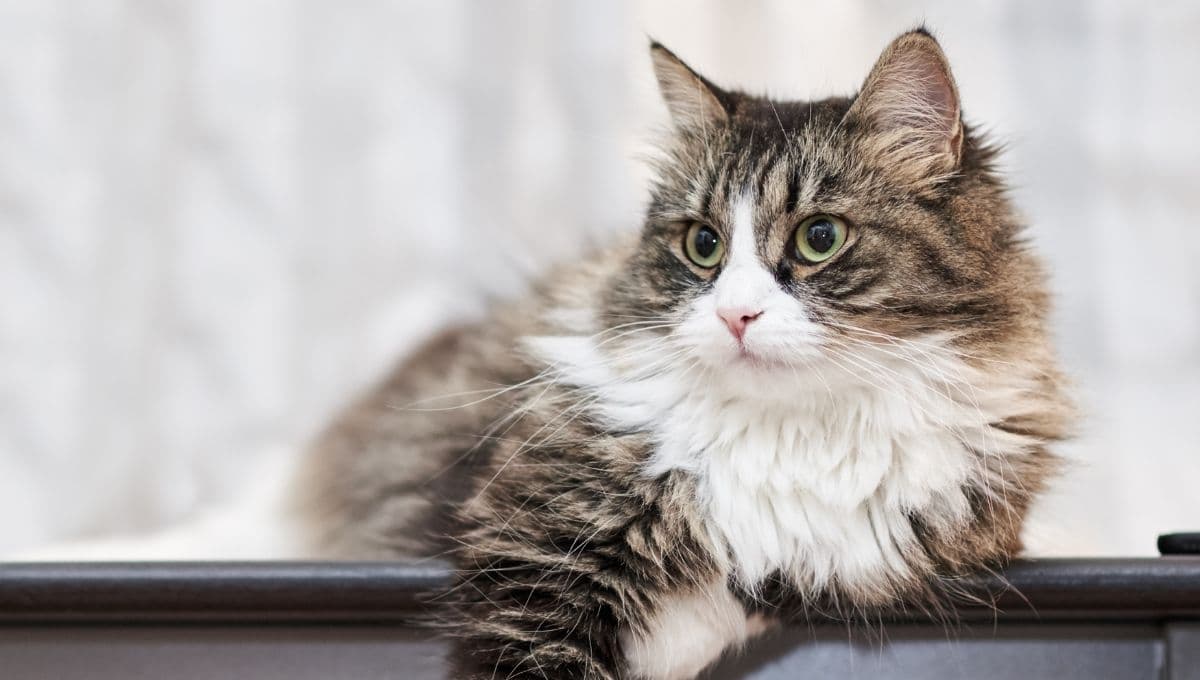 Día del Gato: Curiosidades que quizá no sabías de tu felino