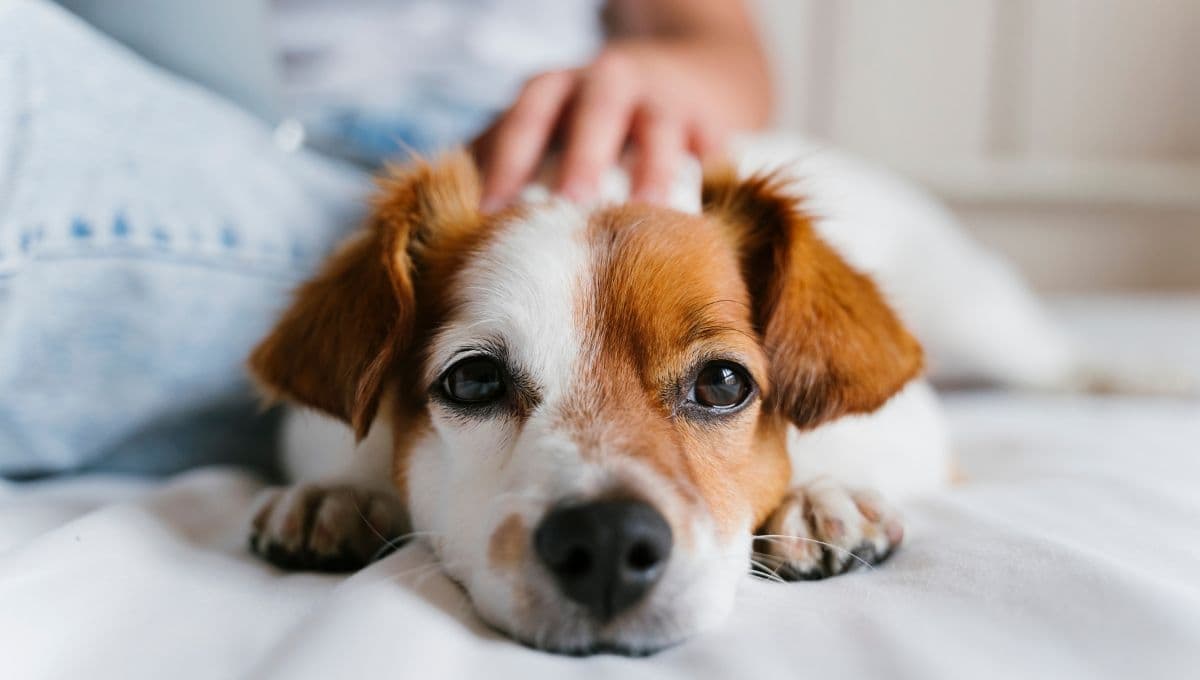 Día Mundial de Amar a tu Mascota, ¿por qué se celebra cada 20 de febrero?