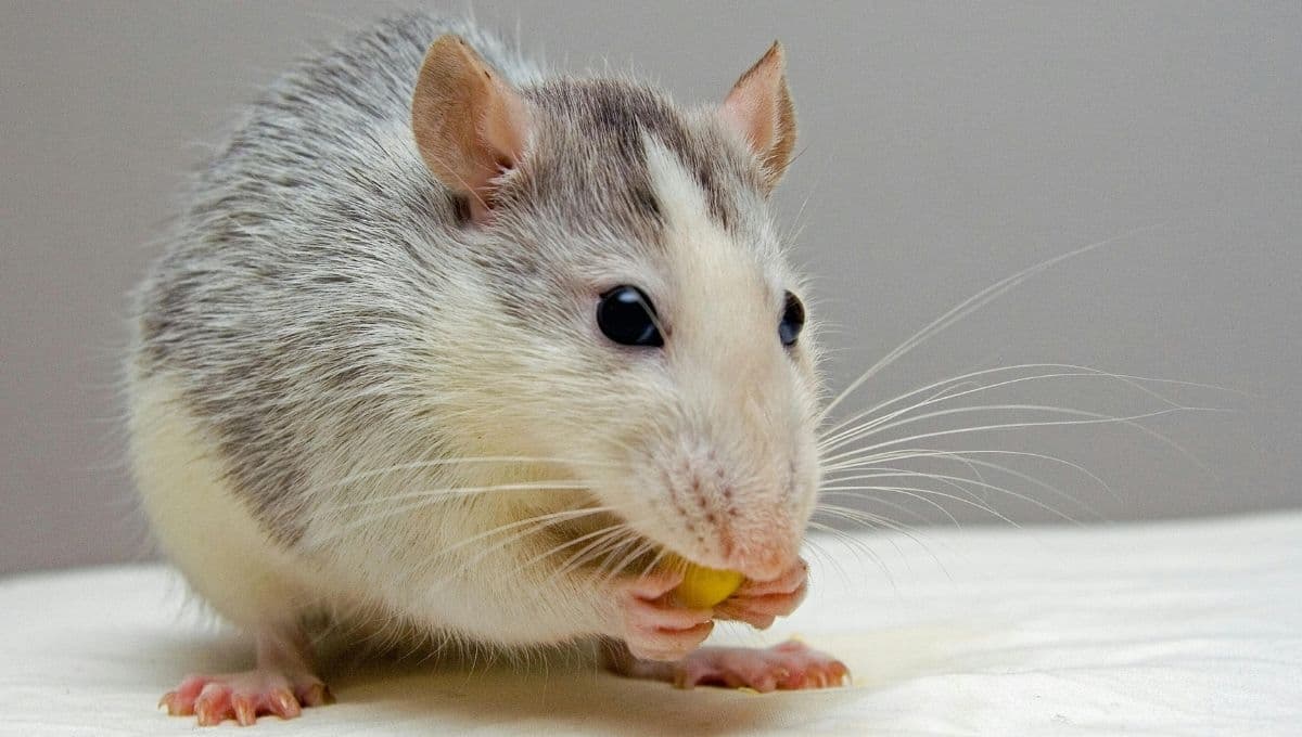 ¿Qué necesitas para viajar con tu mascotas si tienes un roedor, un ave u otras especies?