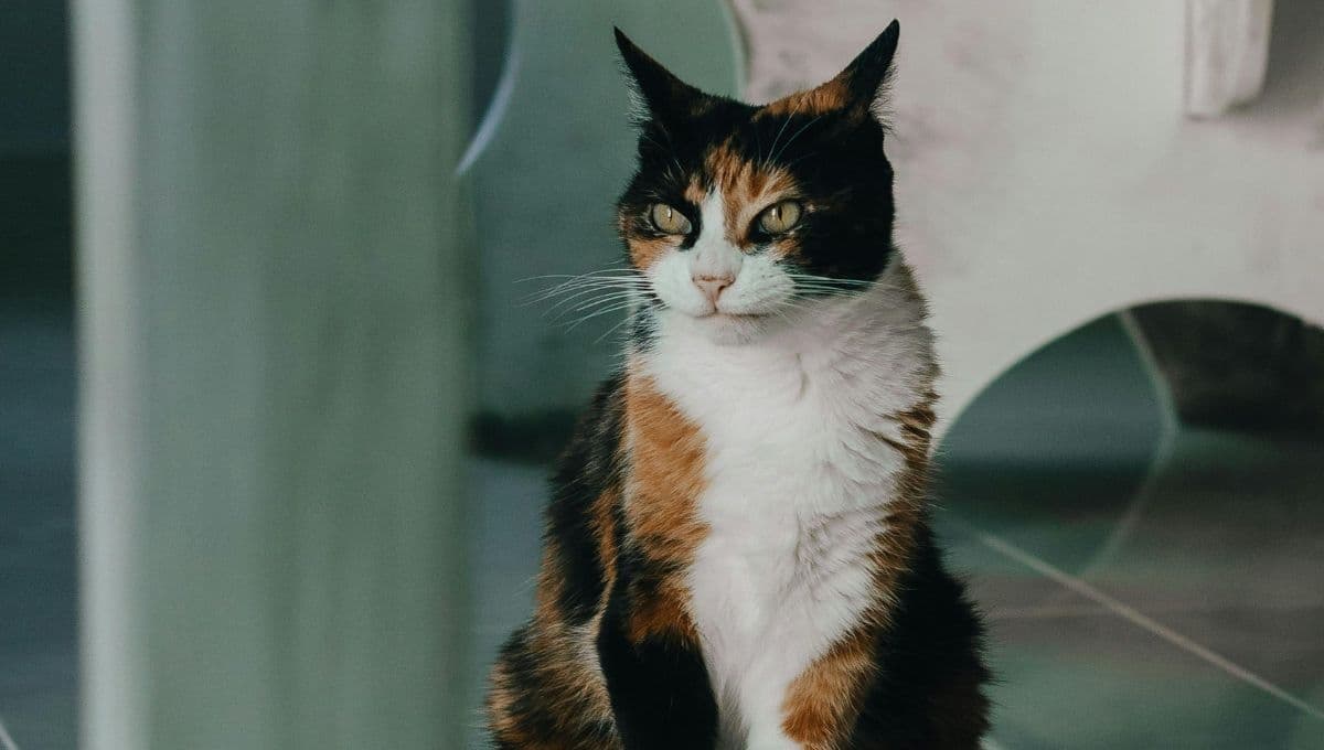 ¿Qué tienen de especial los gatos tricolores?