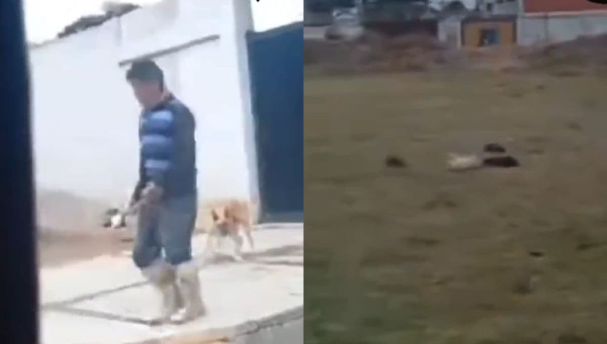 Hombre lanza a dos perritos recién nacidos con una pala y causa indignación en Puebla