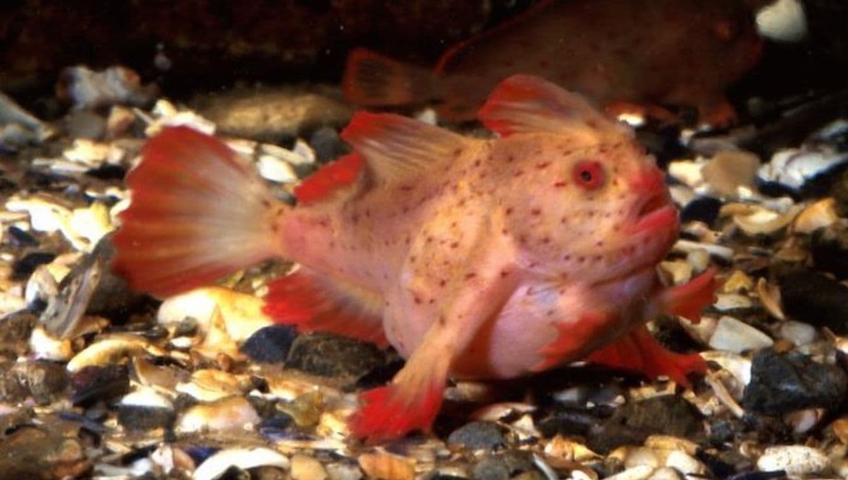 ¿Conoces al Pez rosado con manos? la especie que te causará pesadillas