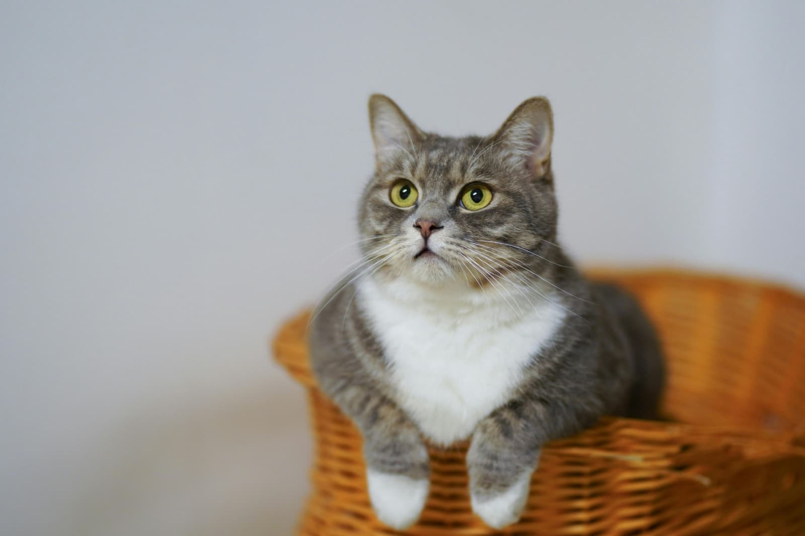 Gatotitlán, el festival para ayudar a los gatos llega a CDMX: Te decimos cuándo y dónde