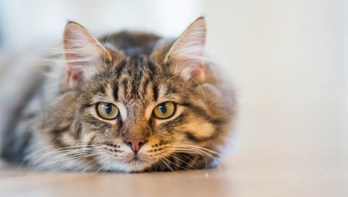 ¿Qué le pasa a los gatos si comen manzanas?