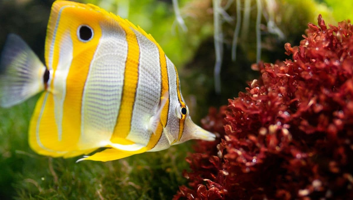 Animales del mar: 5 especies acuáticas que habitan el agua salada