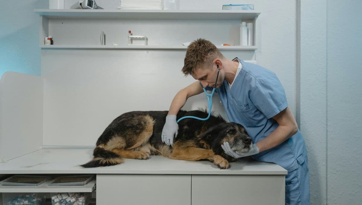 ¿Cuáles son los beneficios de esterilizar a tu mascota y en qué momento hacerlo?