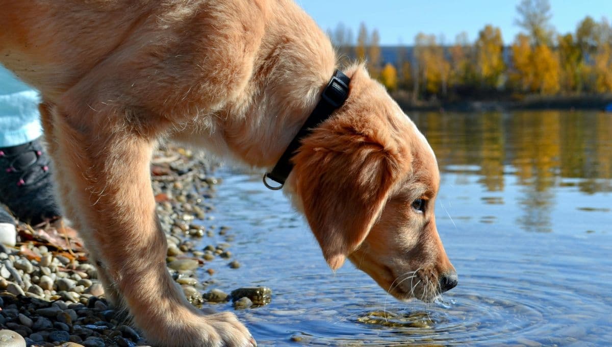 ¿Qué pasa si mi perro toma agua de la piscina?