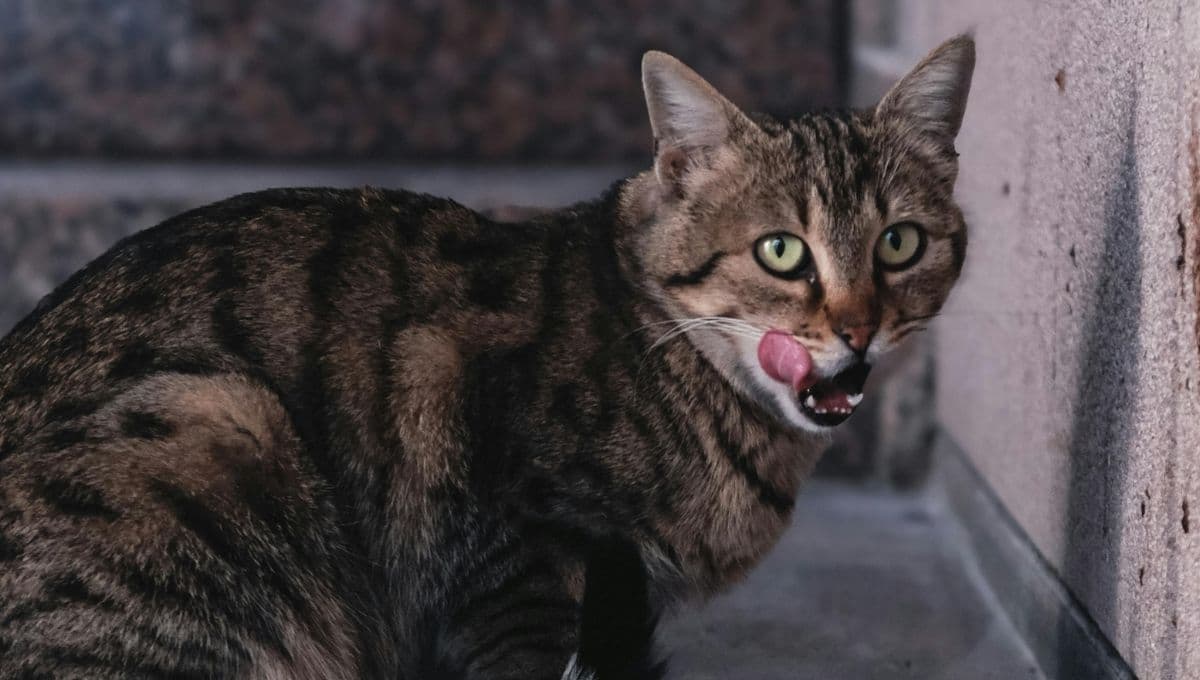 Esto le puede pasar a tu gato si come chile