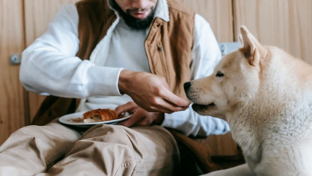 5 restaurantes petfriendly para comer en la CDMX
