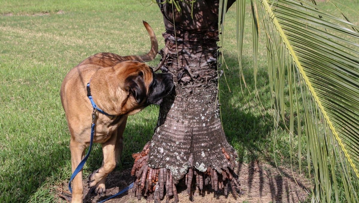 Experta revela qué olores atraen a tu perro para hacer sus necesidades