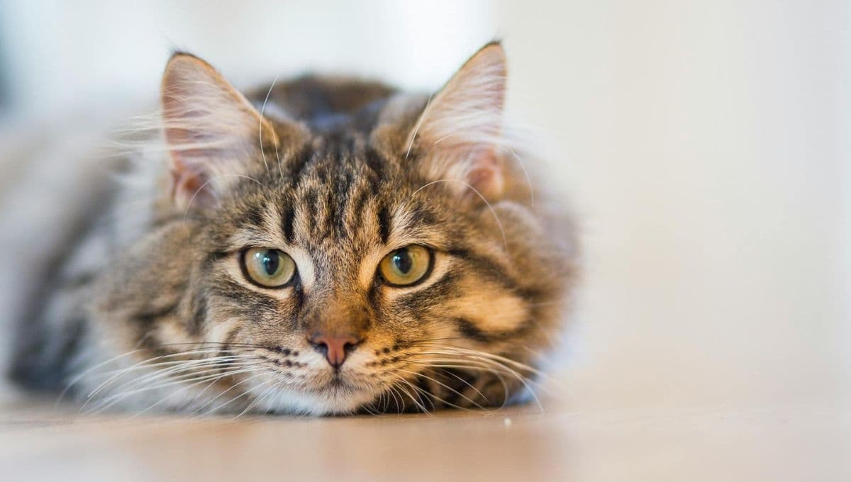 ¿Cómo proteger a mi gato del calor? 5 tips que te ayudarán