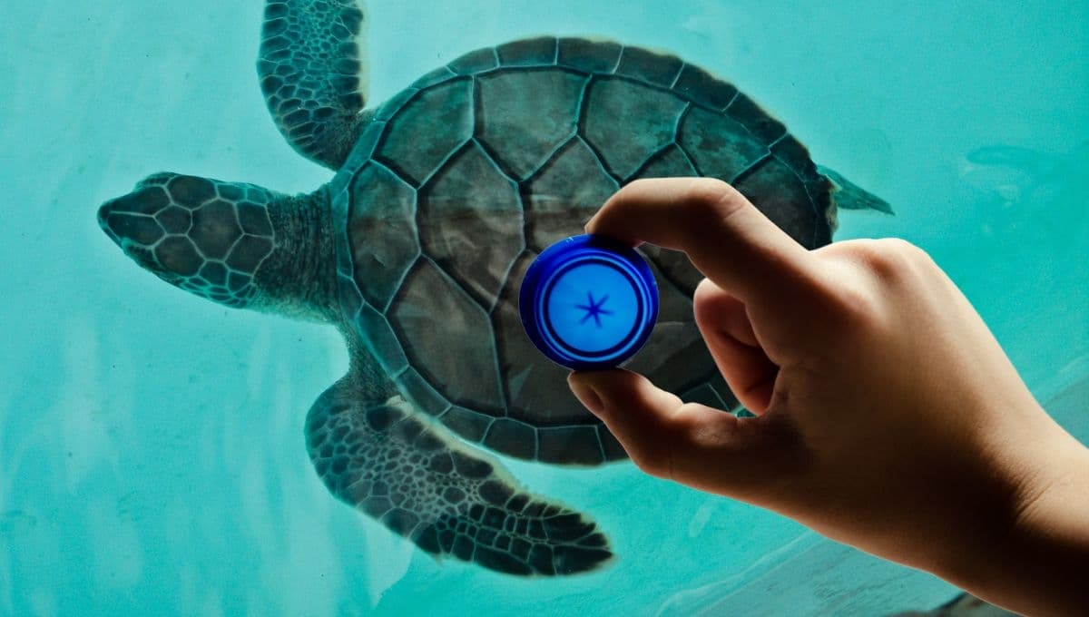 Tortuga no quiere nadar y su tío le hace un flotador con tapitas de refresco