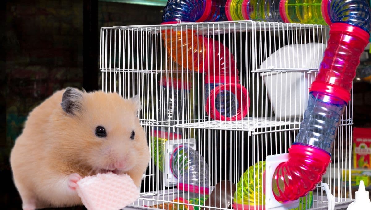 ¿Tu hamster muerde su jaula? Esto debes hacer para evitarlo
