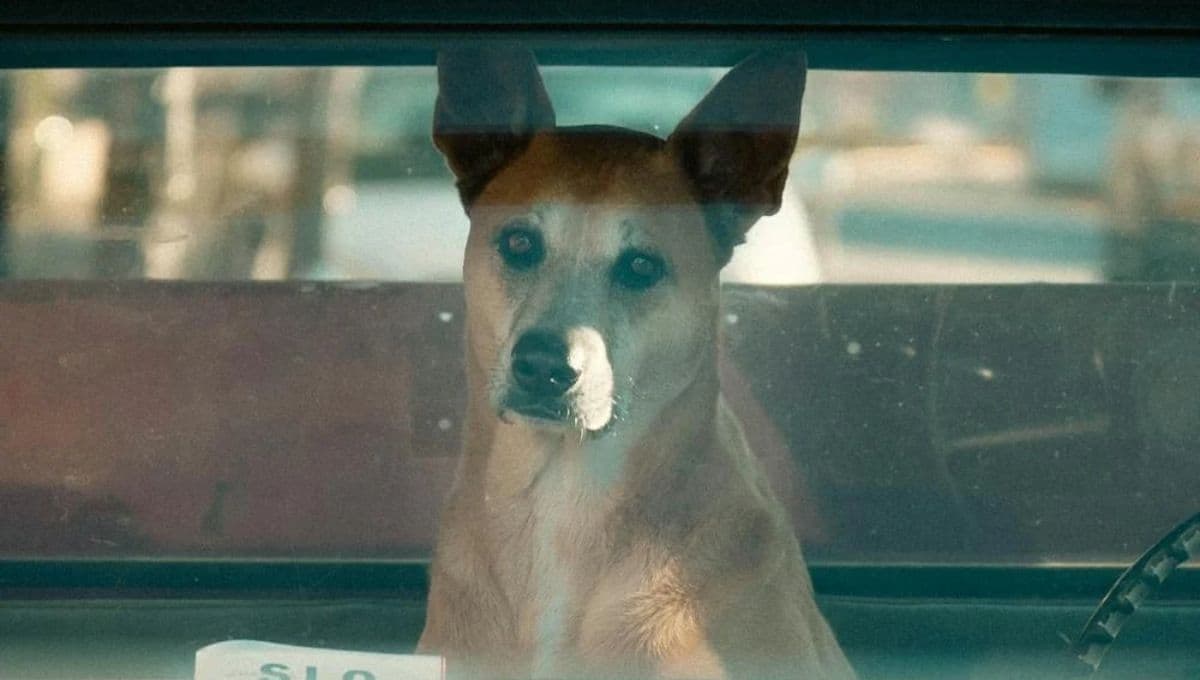 ¿Cuántas horas de viaje soporta un perro en coche?