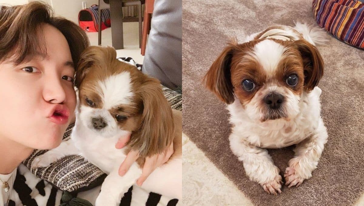 ¿Cuántos años tiene Mickey? El perrito de J-Hope de BTS que todo ARMY adora