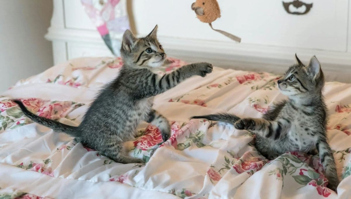 ¿Cómo saber si mis gatos están jugando o peleando?