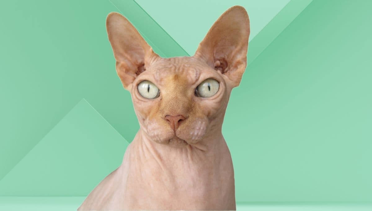 Mi gato tiene las orejas calientes ¿Debo preocuparme?