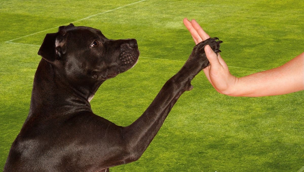Escuelas para perros en la CDMX: ¿cómo elegir una buena para mi lomito?