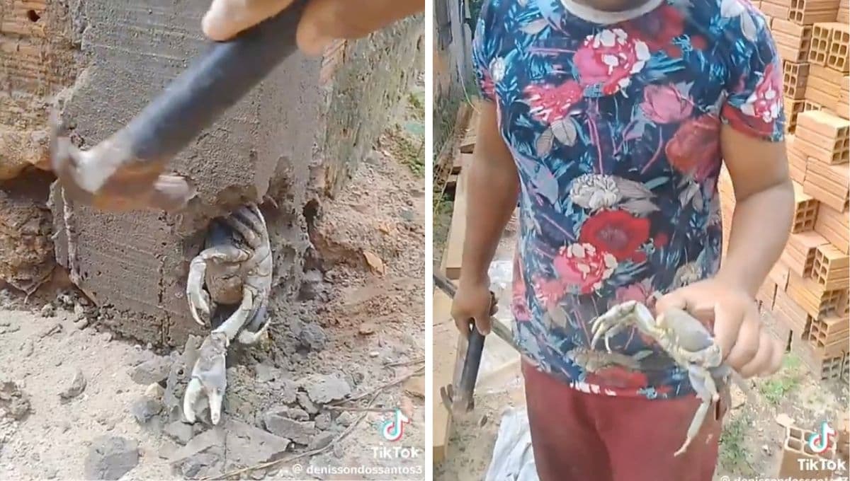 Cangrejo queda atrapado en el cemento y así fue como un albañil lo salvó