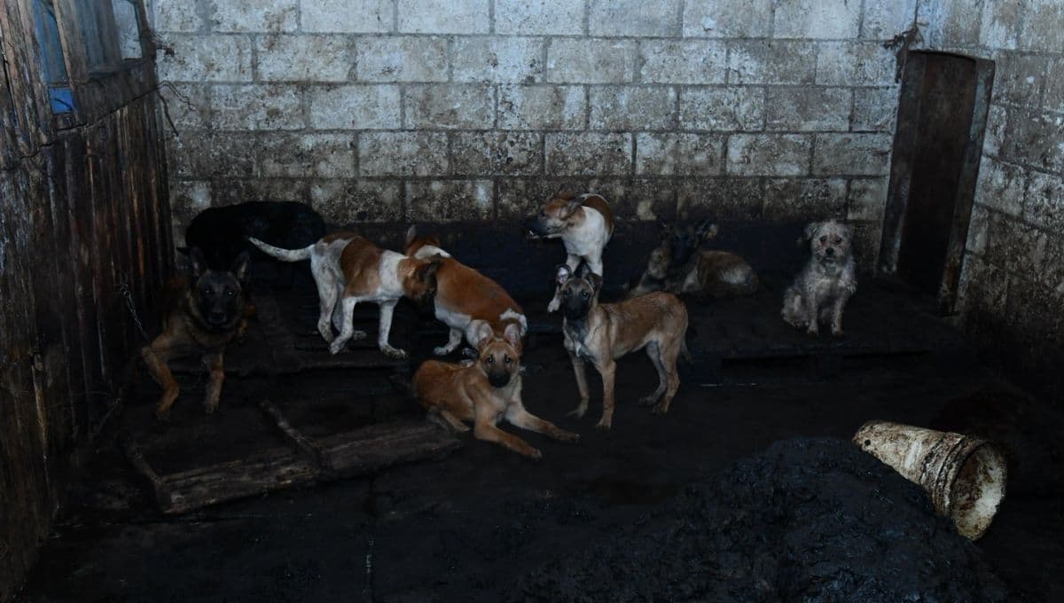 ¡Malditos! Fiscalía del Edomex rescata a 100 perritos de una carnicería, estaban pésimas condiciones
