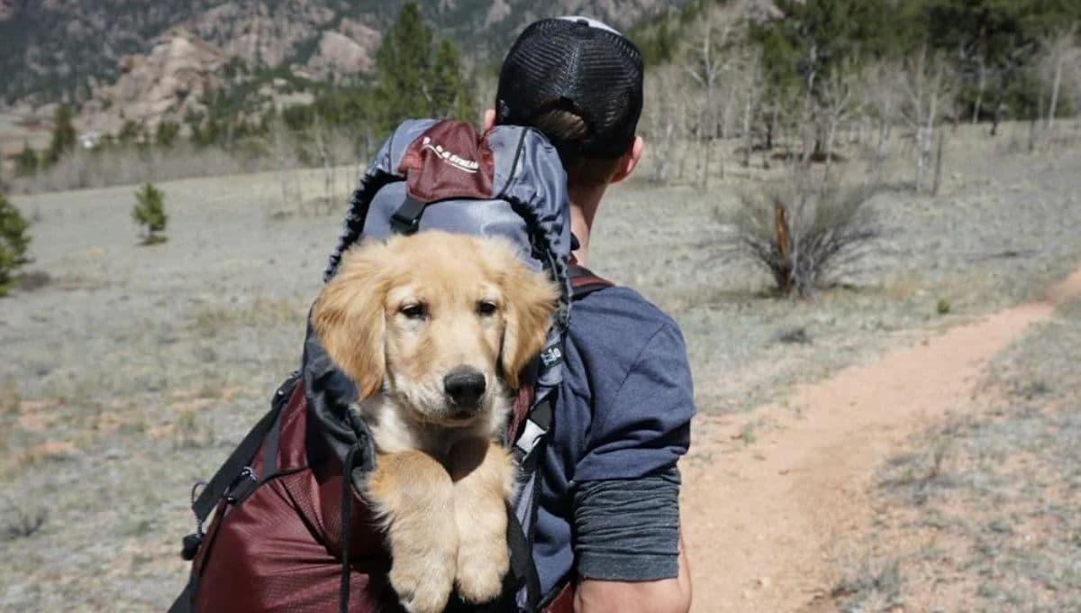 El club de alpinismo petfriendly ideal para llevar a tu lomito a pasear
