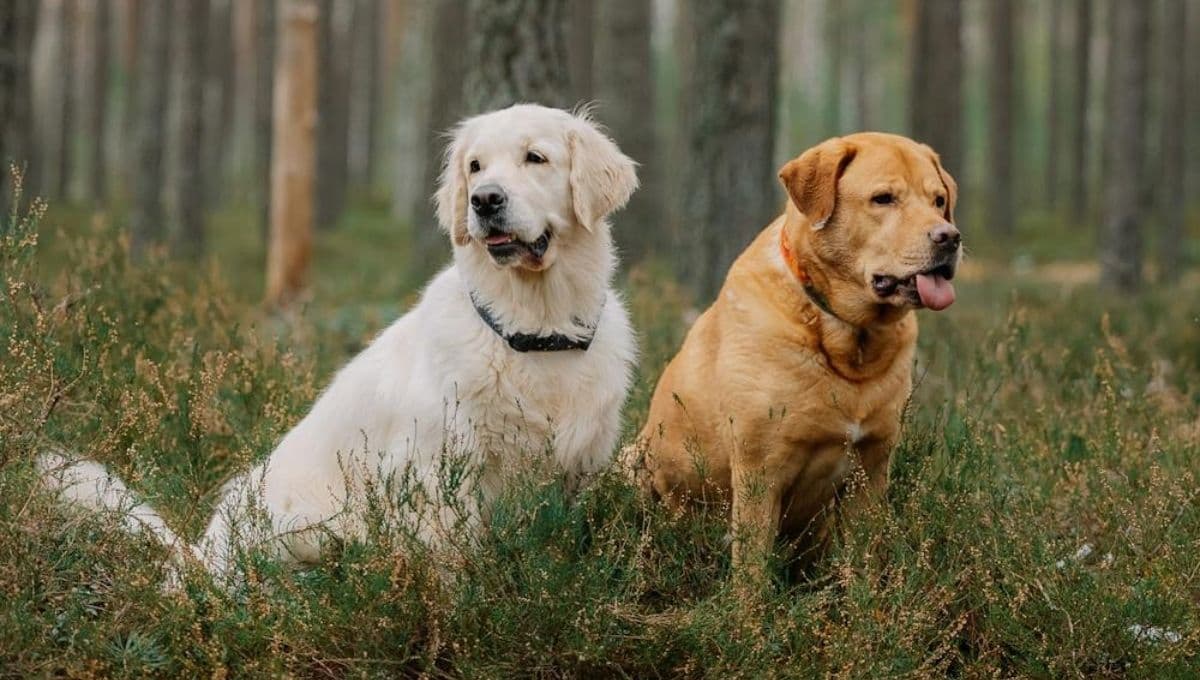 Veterinarios revelan qué razas de perro son las que menos ladran
