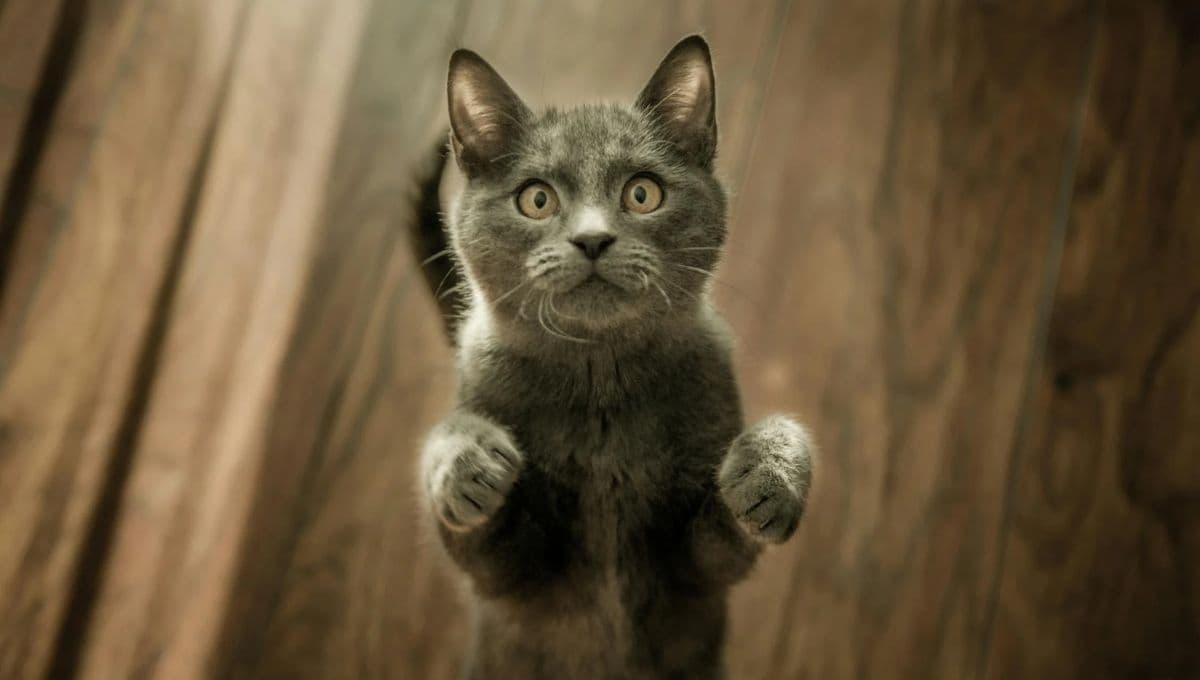 ¿Por qué mi gato actúa raro en primavera?