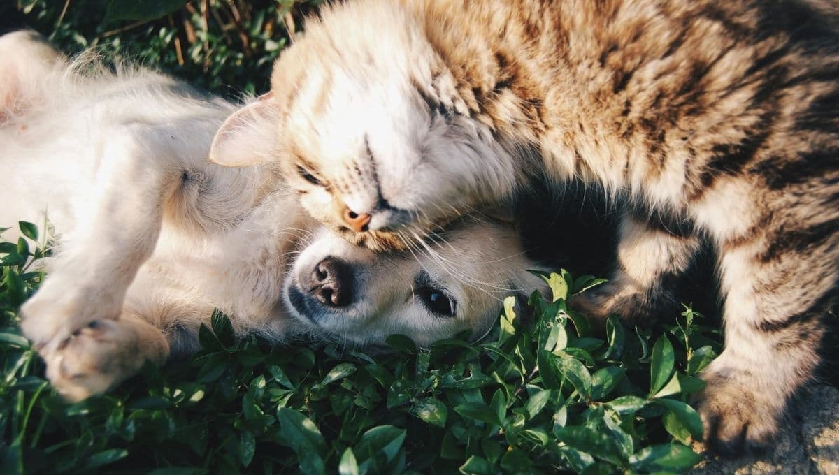 Encuesta revela si los mexicanos prefieren tener perros o gatos en casa