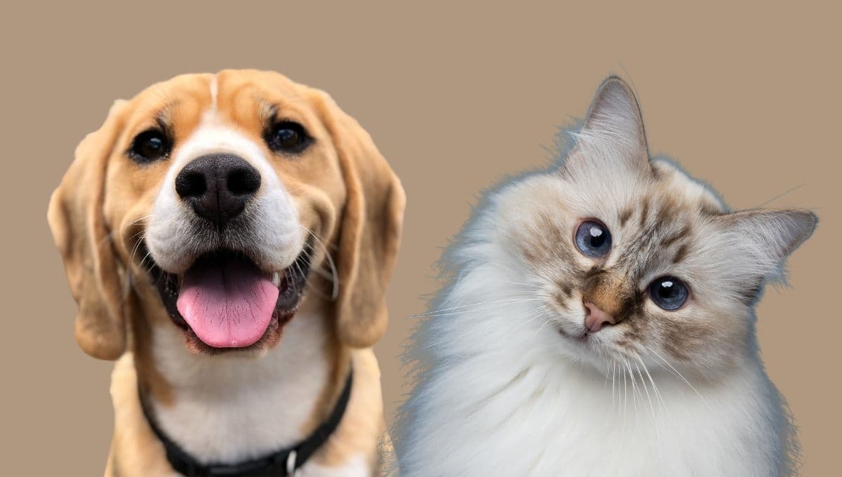 Neza tendrá jornada masiva de esterilización de mascotas gratuita: Requisitos