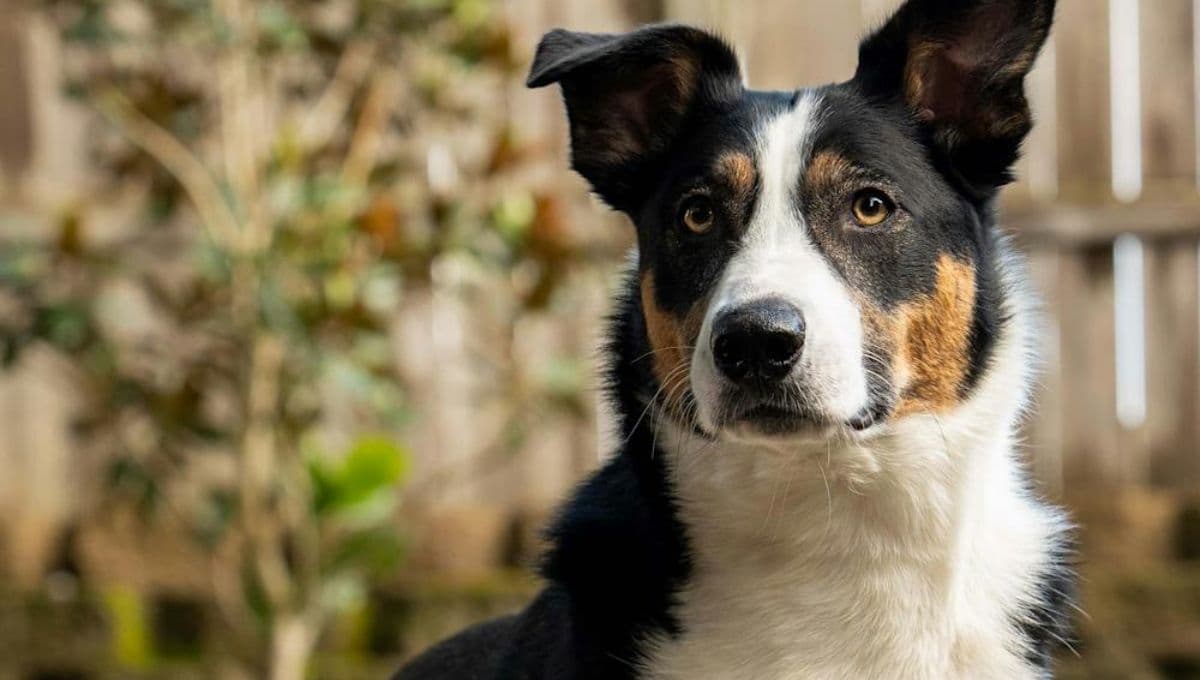 3 licuados para perros nutritivos y deliciosos