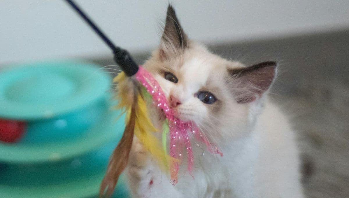 3 aves para gatos que puedes comprar en Amazon por menos de 500 pesos