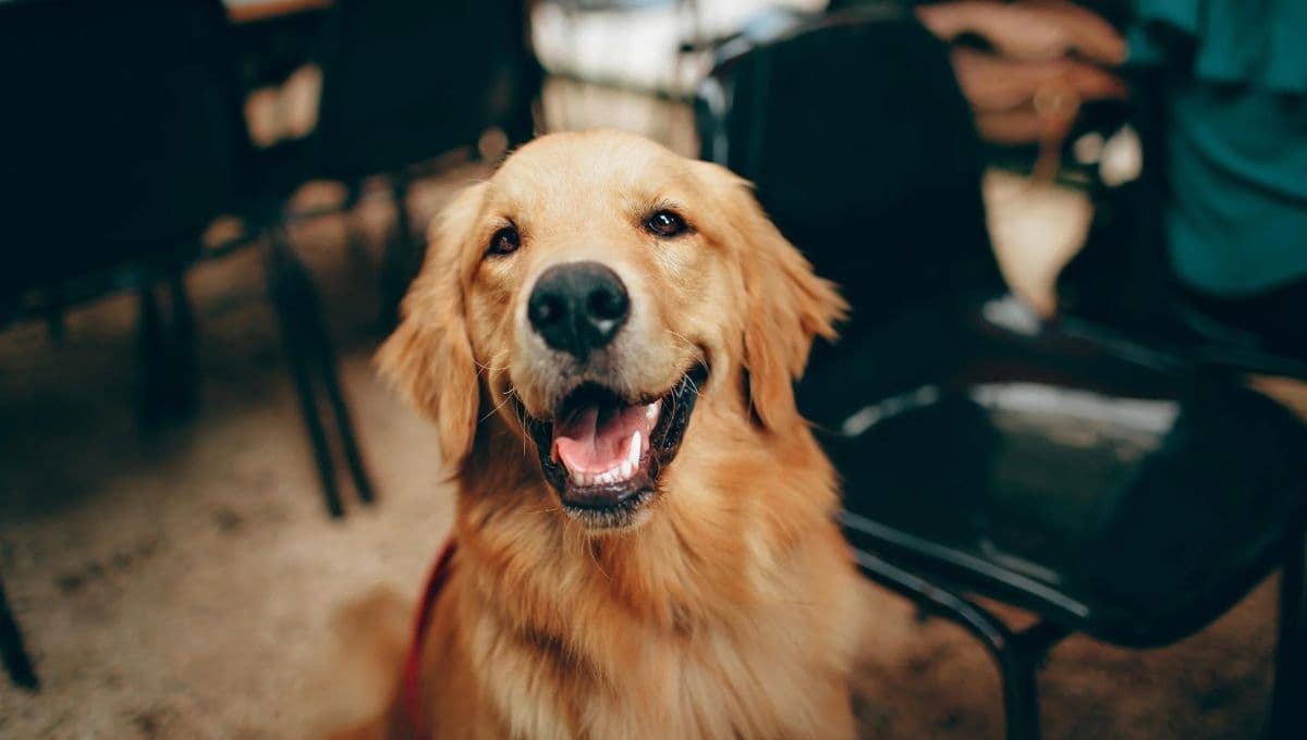 ¿Los perros pueden comer gelatinas?