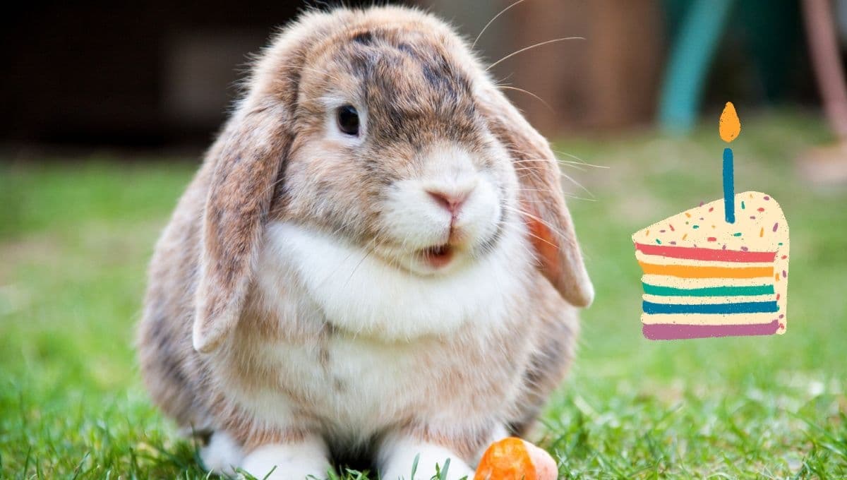 ¿Cuántos años viven los conejos? Conoce su edad en humanos