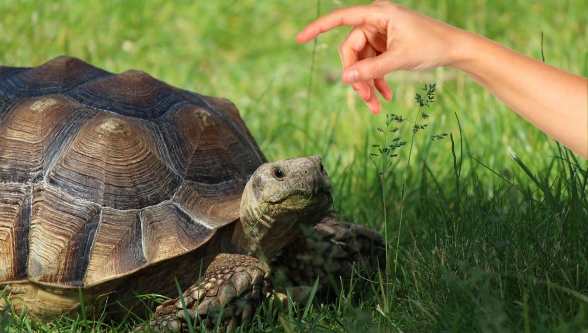 El lugar favorito de tu tortuga para que la acaricies