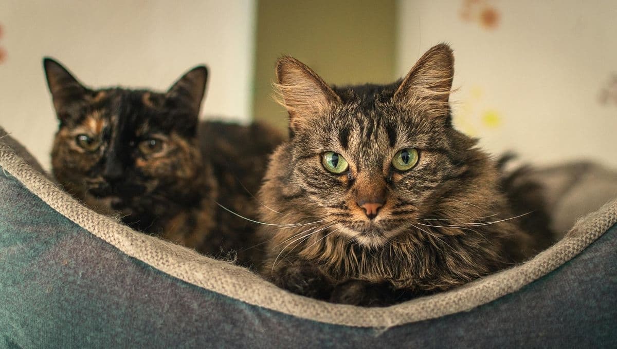 Pixie Bob, el gato salvaje miniatura con origen callejero que puedes tener en casa