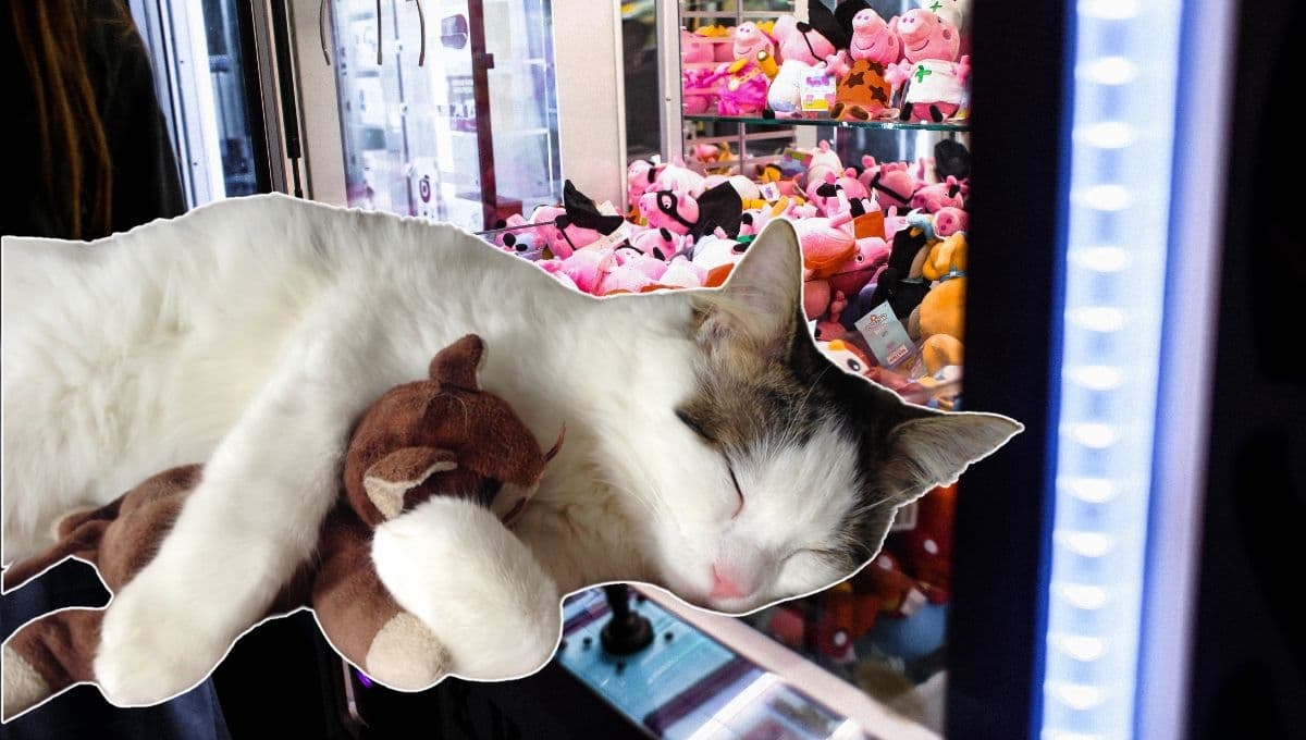 ¿Cómo se meten? Michis descubren un nuevo hogar en las máquinas de peluches | VIDEO