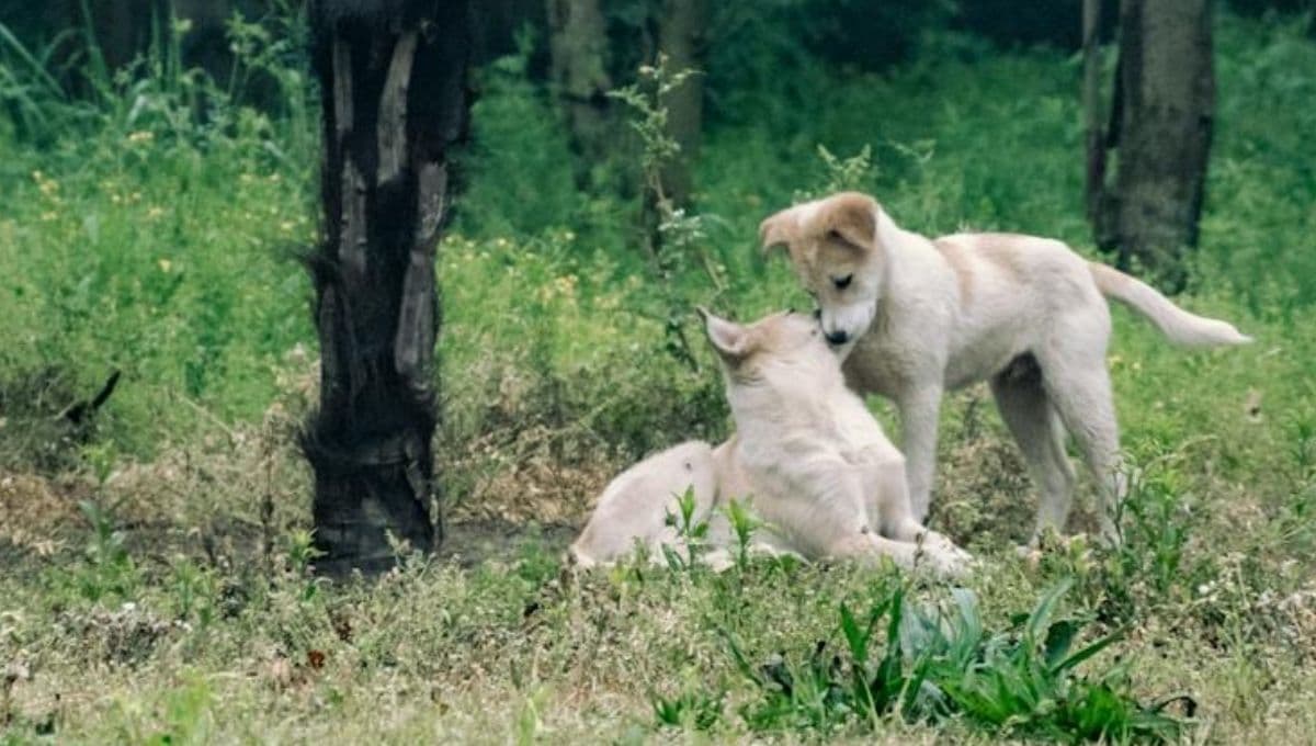Perrito rescata a su mejor amigo y corre con él para jugar
