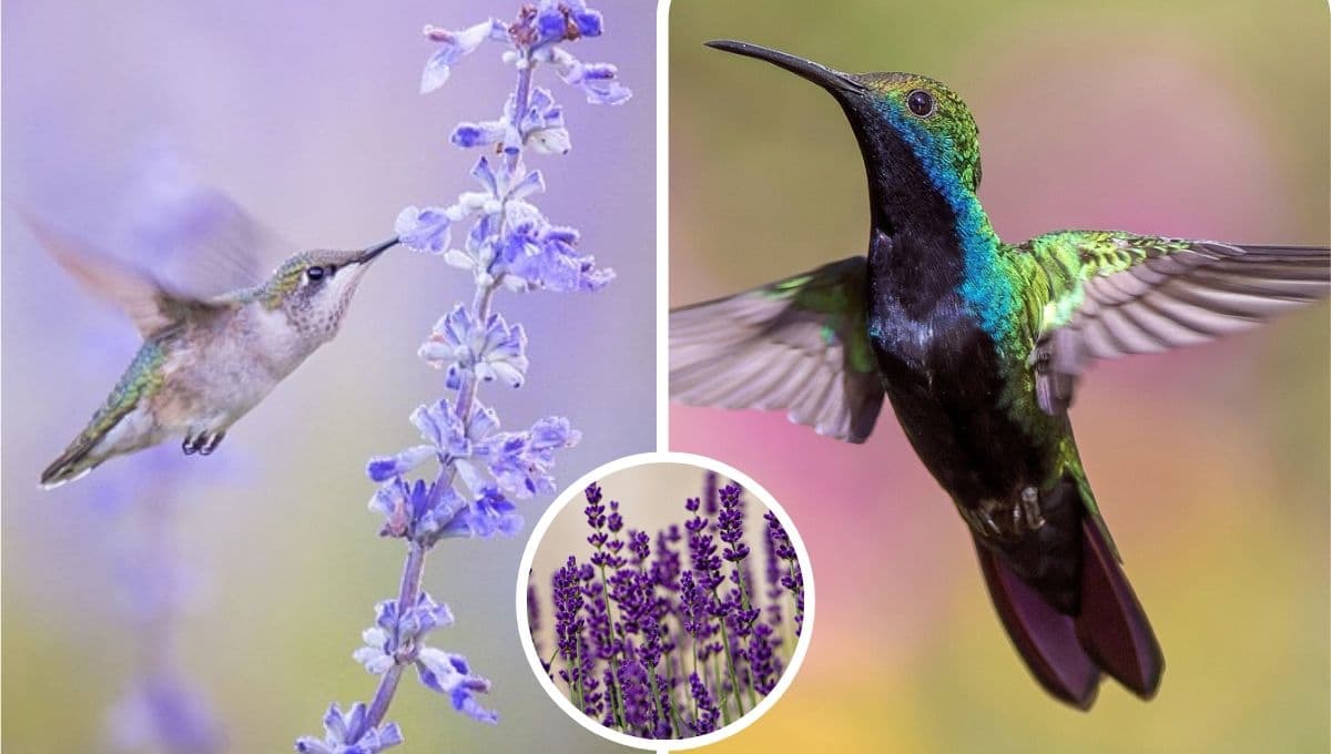 5 flores moradas y fáciles de cuidar para atraer colibríes al jardín