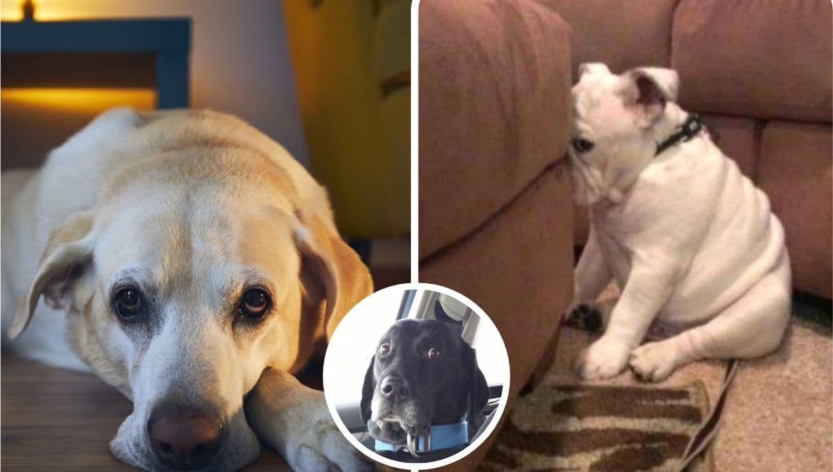 5 características de un perro estresado al que debes ayudar