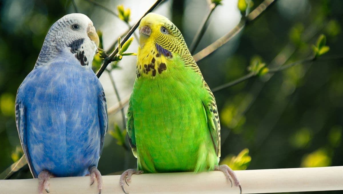 Periquito australiano sufre por la muerte de su pareja y se pega a su foto todos los días
