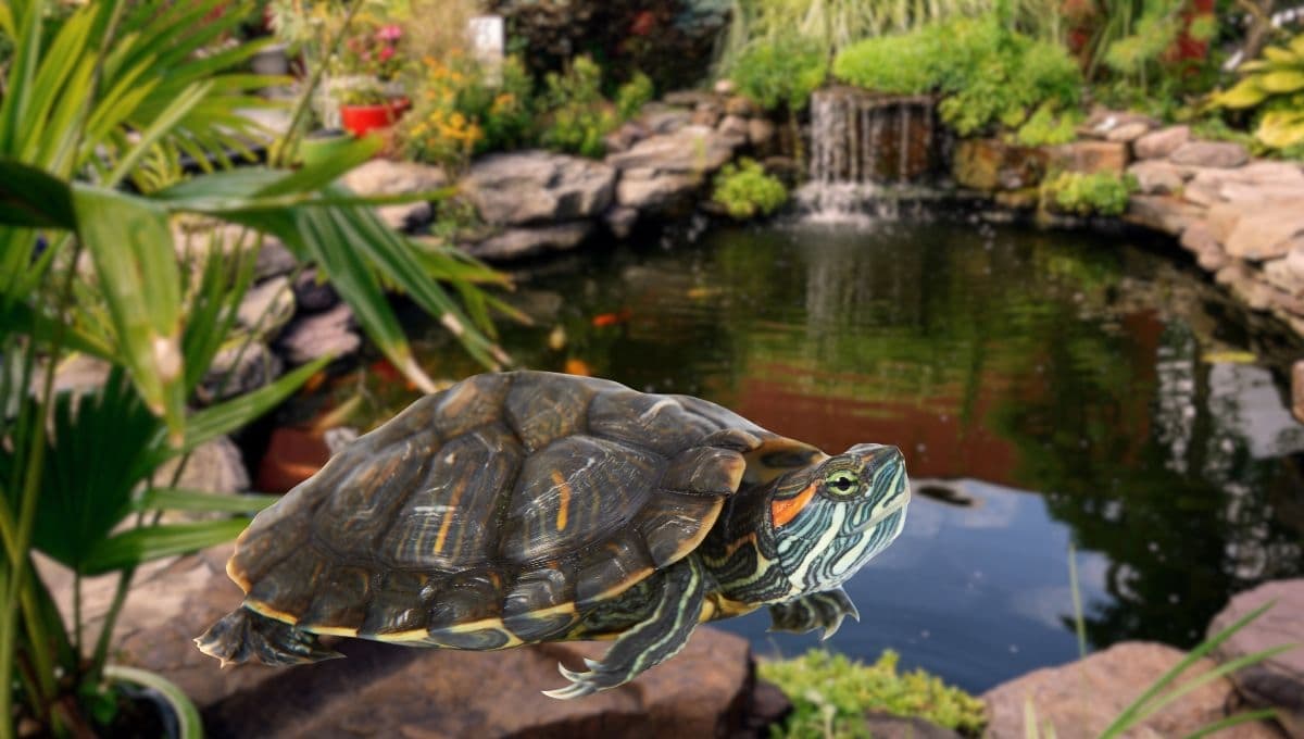 Hongos en tortugas: características, cómo evitarlos y remedios