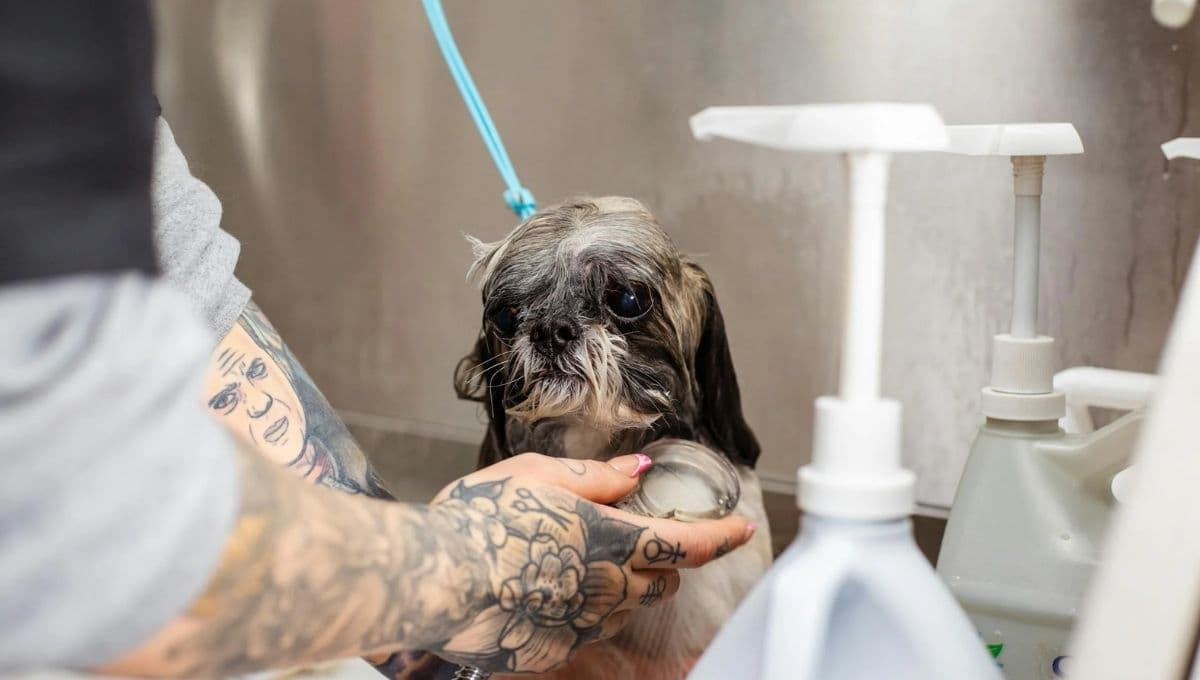 Revelan por qué los perros corren después de un baño