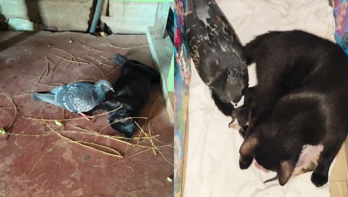 Paloma que cuidó a una gatita embarazada responde por sus bebés y los cuida dulcemente | VIDEO