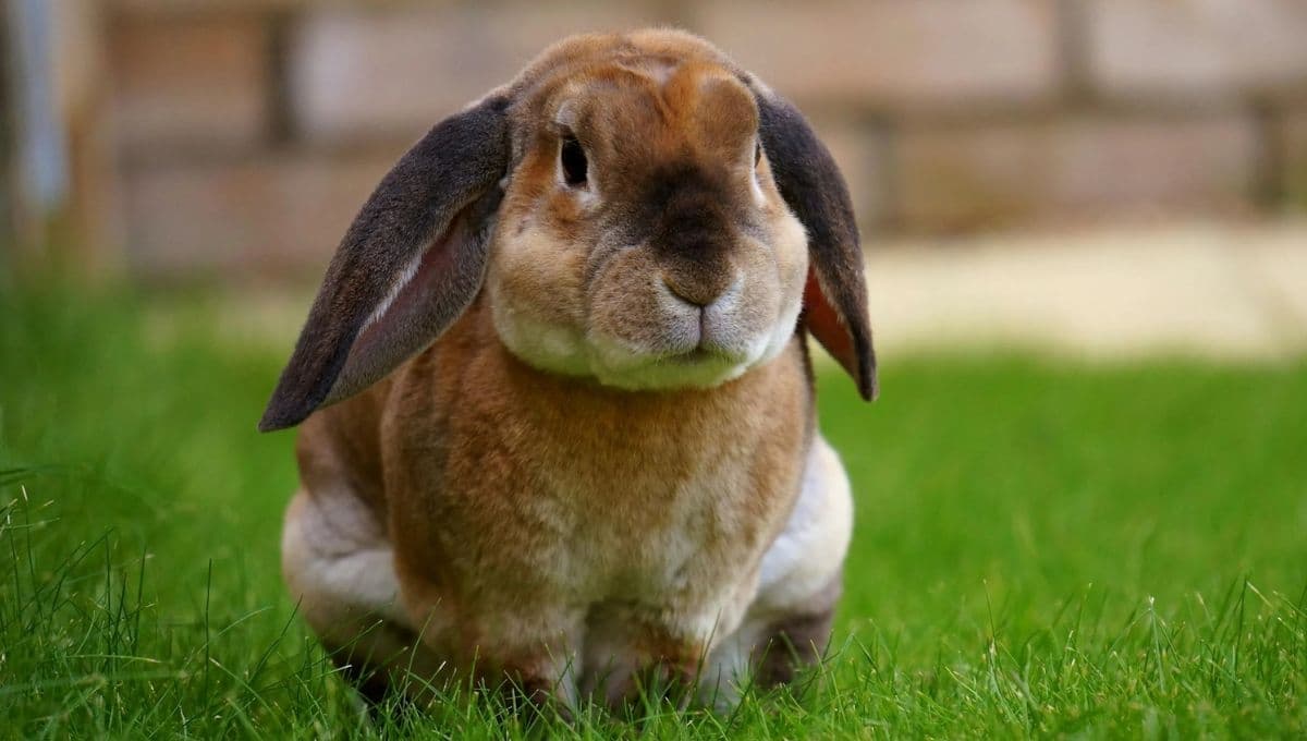 ¿Qué juguete le puedo dar a un conejo?
