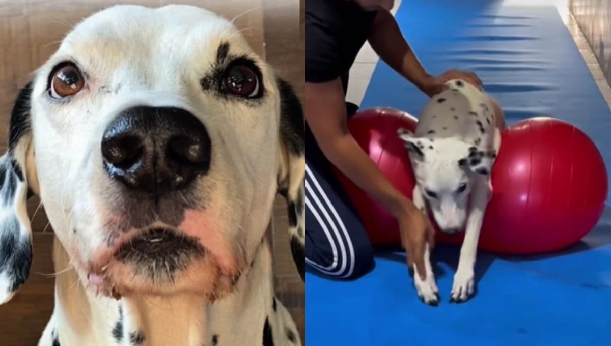 Alvin, el perrito que tuvo problemas para caminar, pero su dueño lo cuidó hasta el final