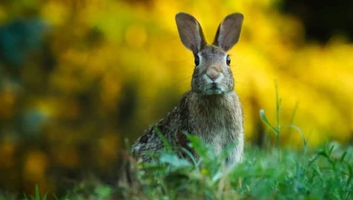 Conejo de Omiltemi, especie endémica de México reaparece; se creía extinta desde hace 130 años